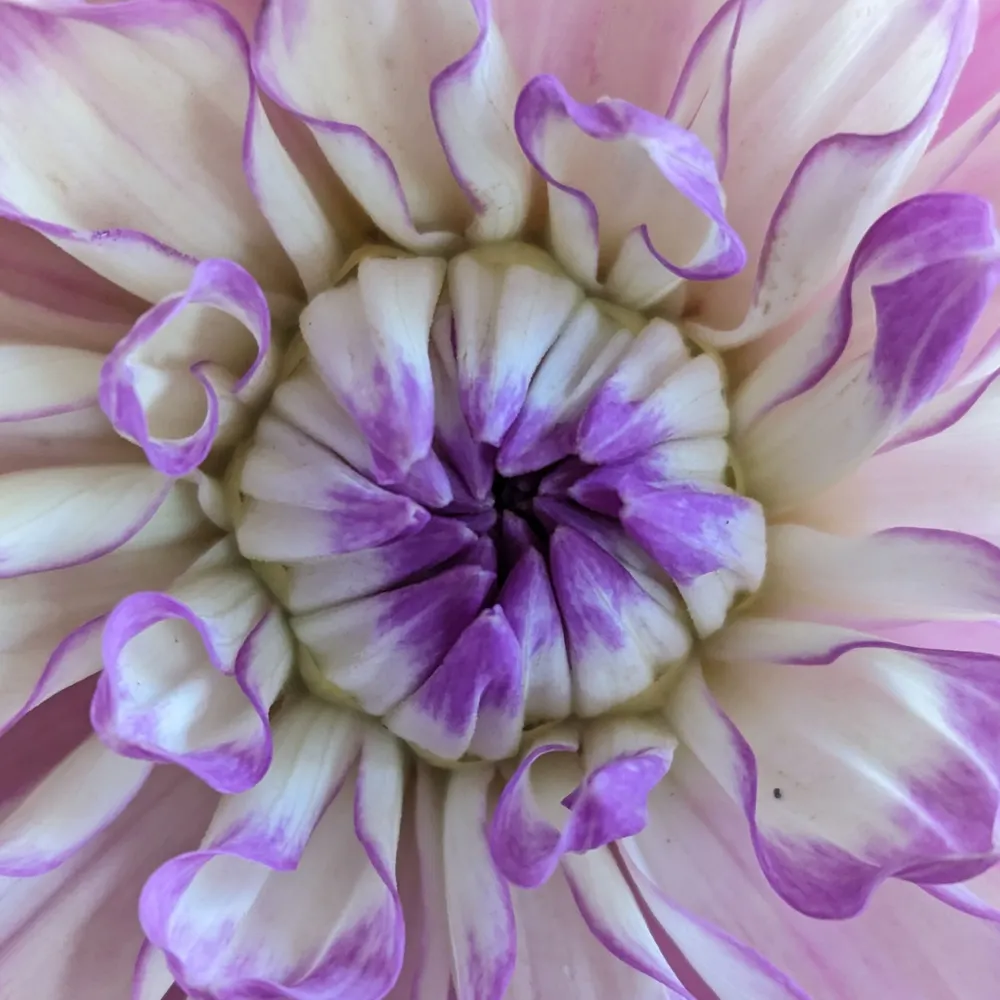 alisonm.bsky.social's profile picture