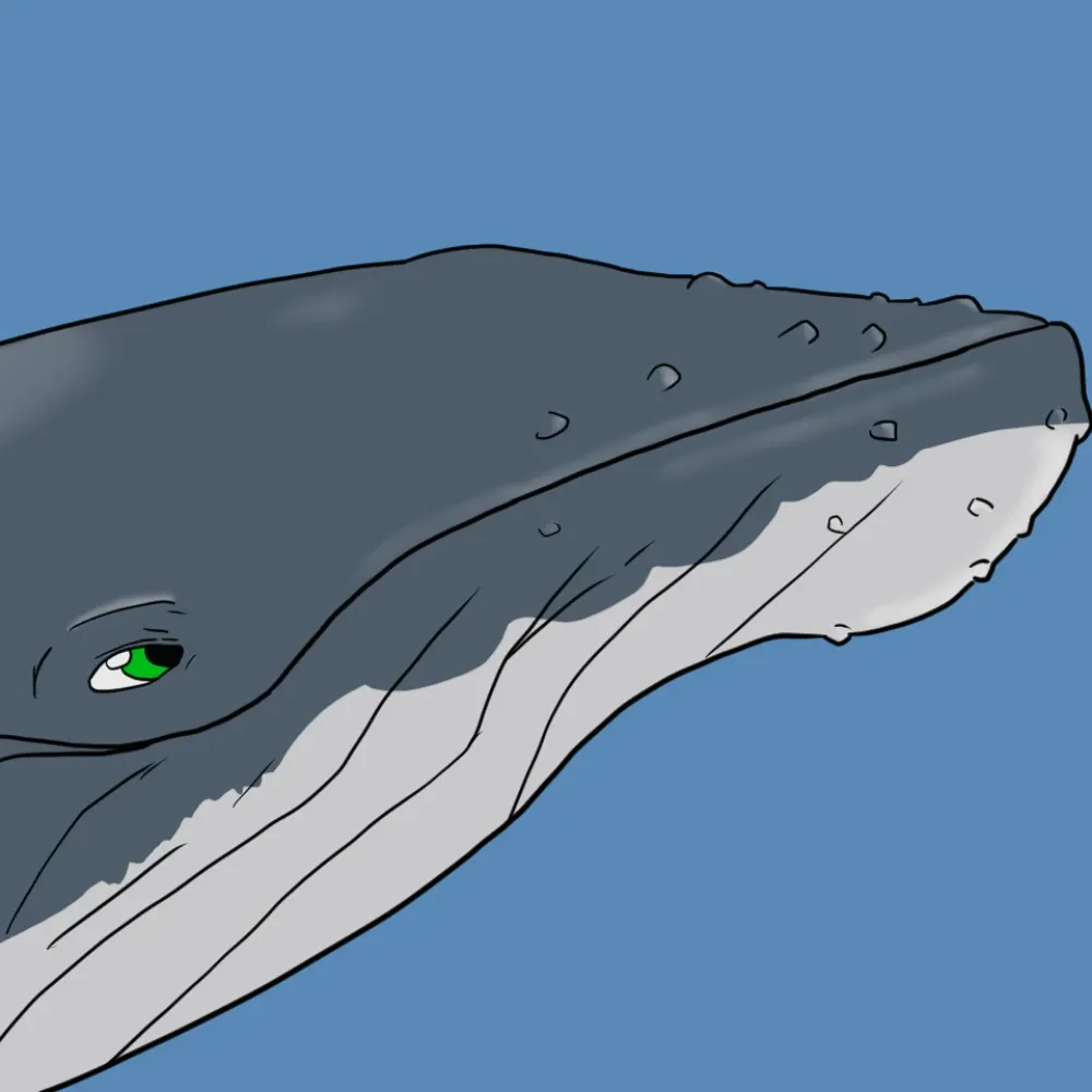 ardiwhale.bsky.social's profile picture