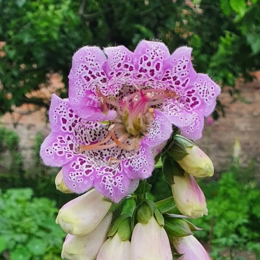 rachelish.bsky.social's profile picture