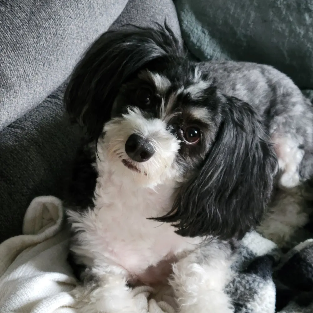 thewendyladi.bsky.social's profile picture