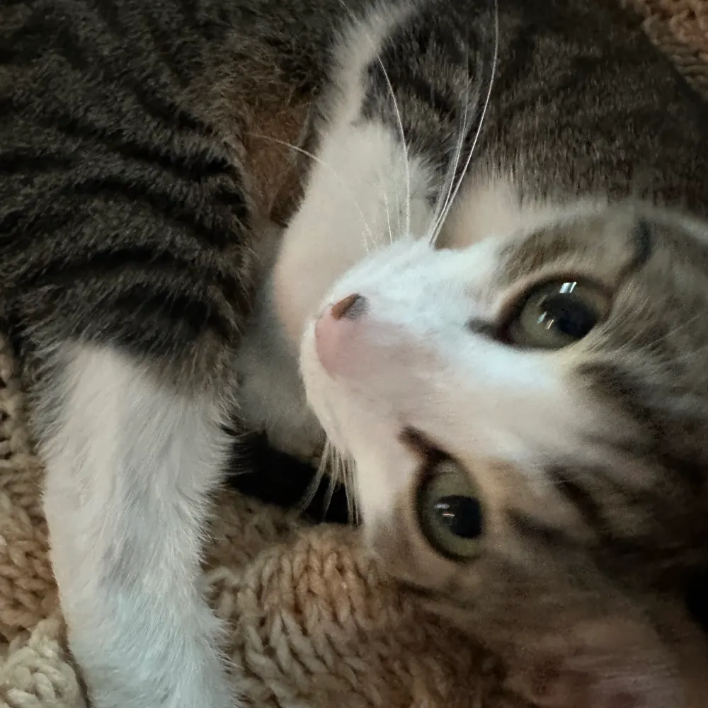 npalmtree.bsky.social's profile picture