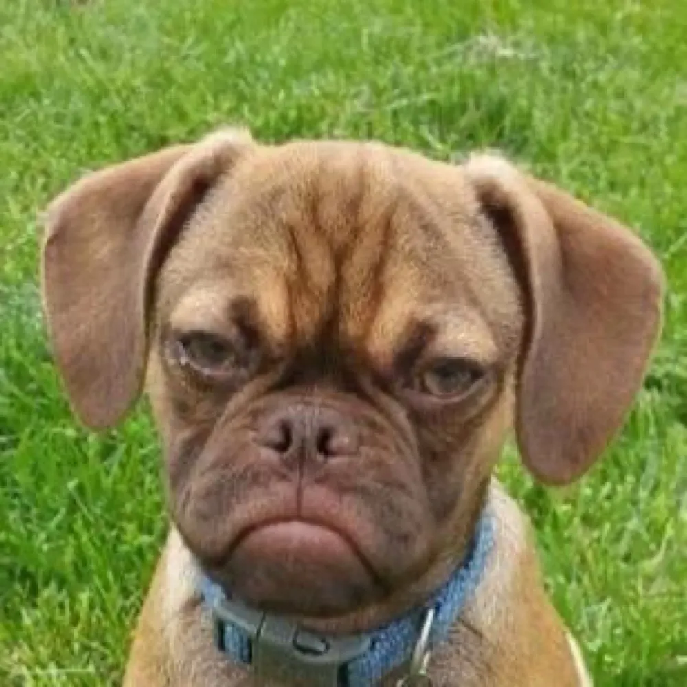 azbuffalo.bsky.social's profile picture