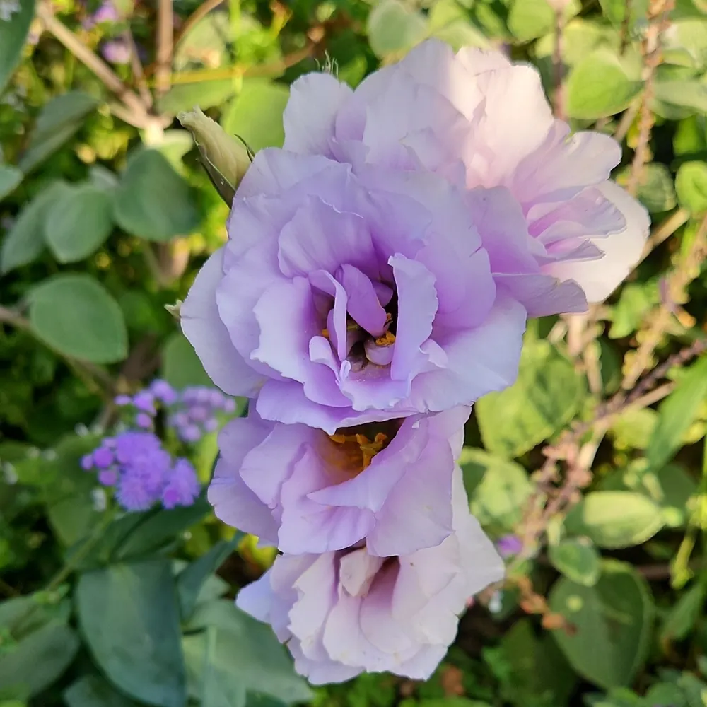 fermionfemme.bsky.social's profile picture