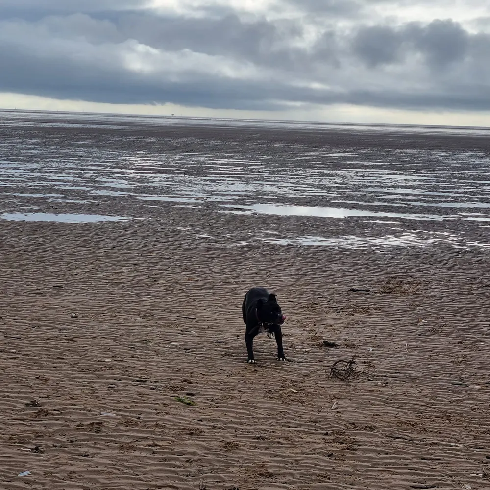 davehaterofracism.bsky.social's profile picture