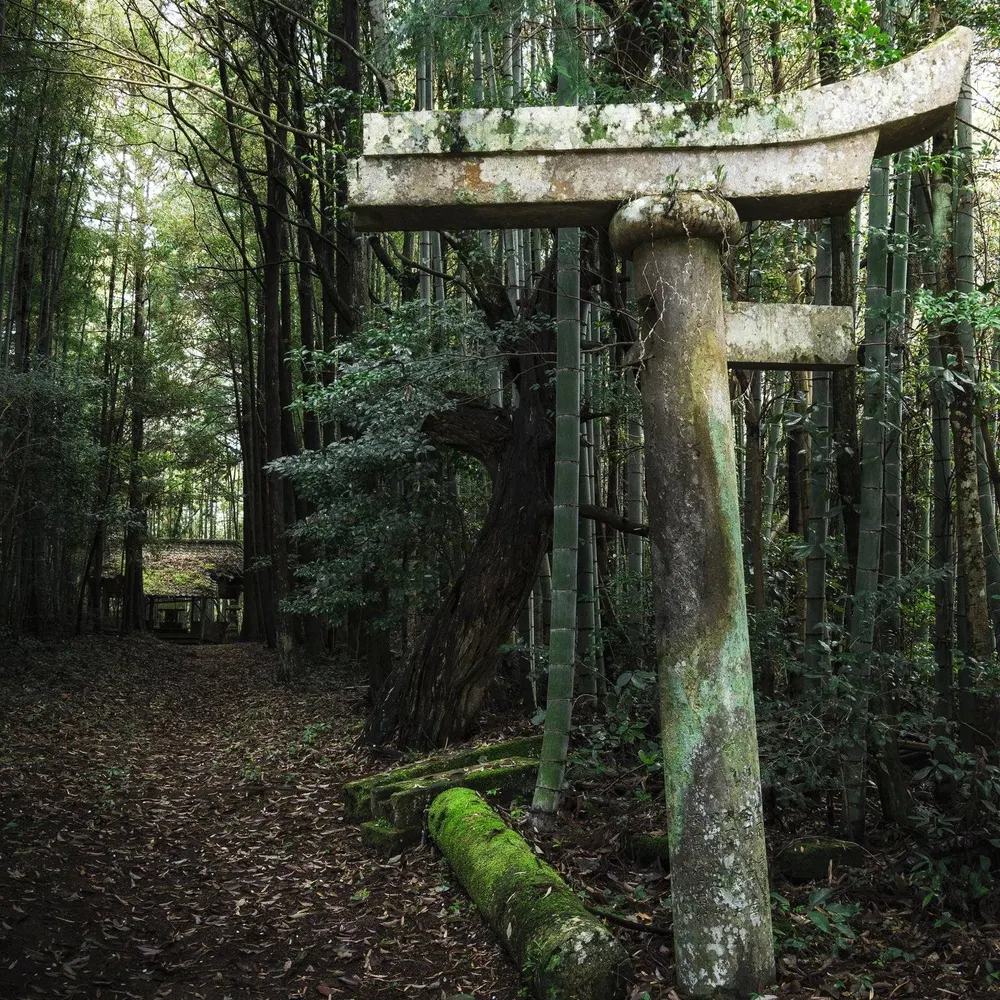 mosscoveredstones.bsky.social's profile picture