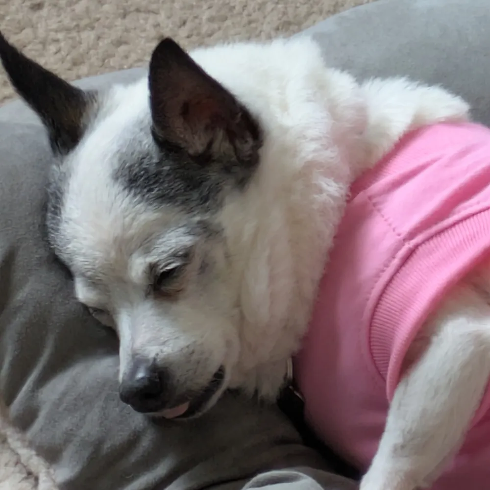 jlappano.bsky.social's profile picture