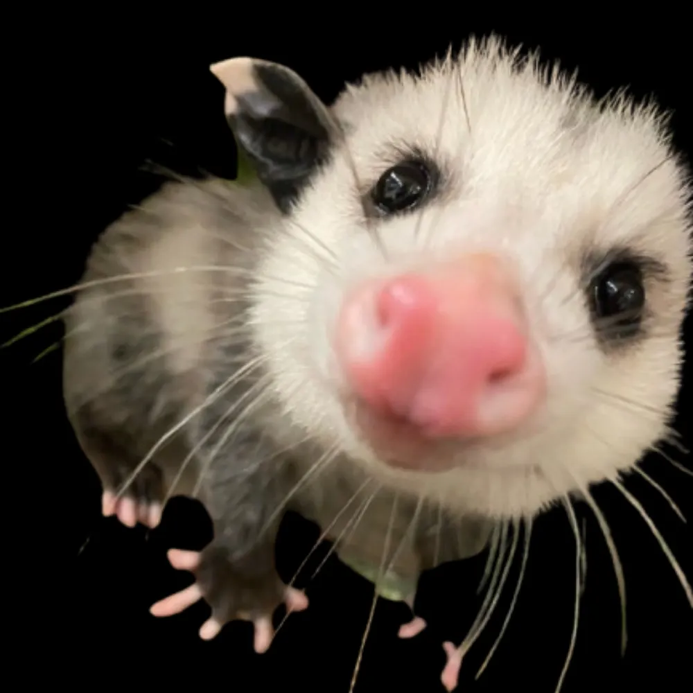 grottan.bsky.social's profile picture