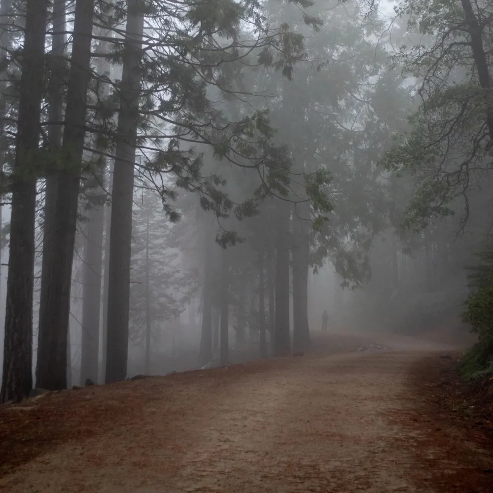 mistybee.bsky.social's profile picture