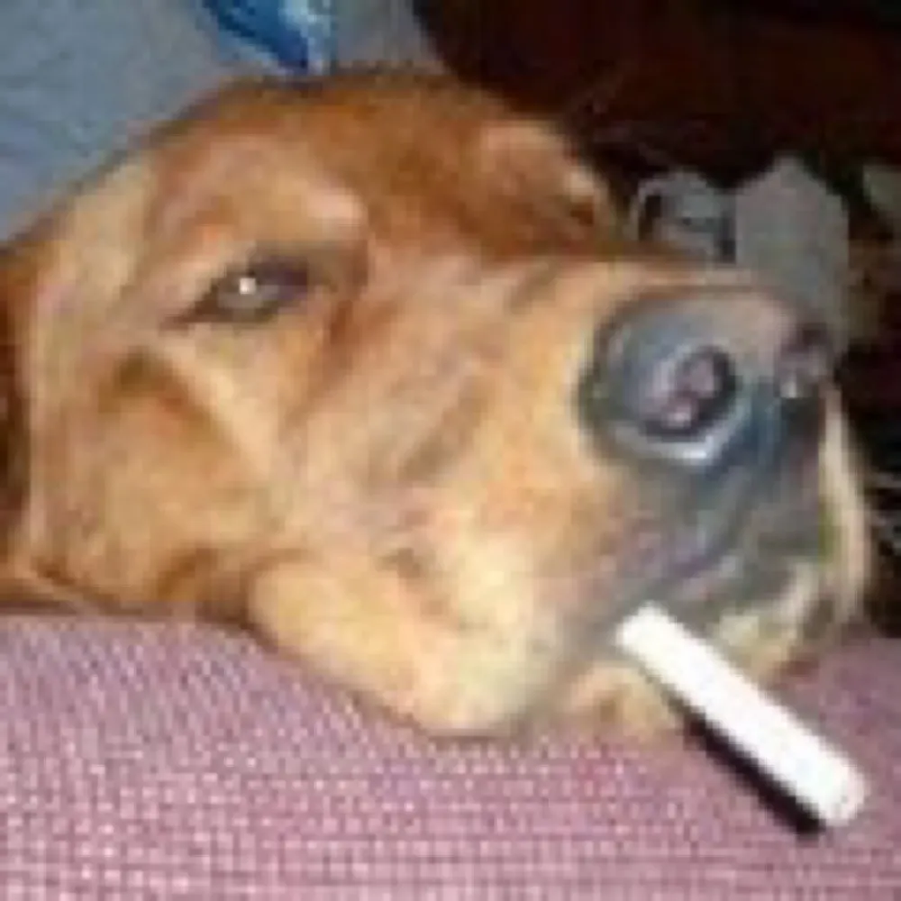 fleerultra.bsky.social's profile picture