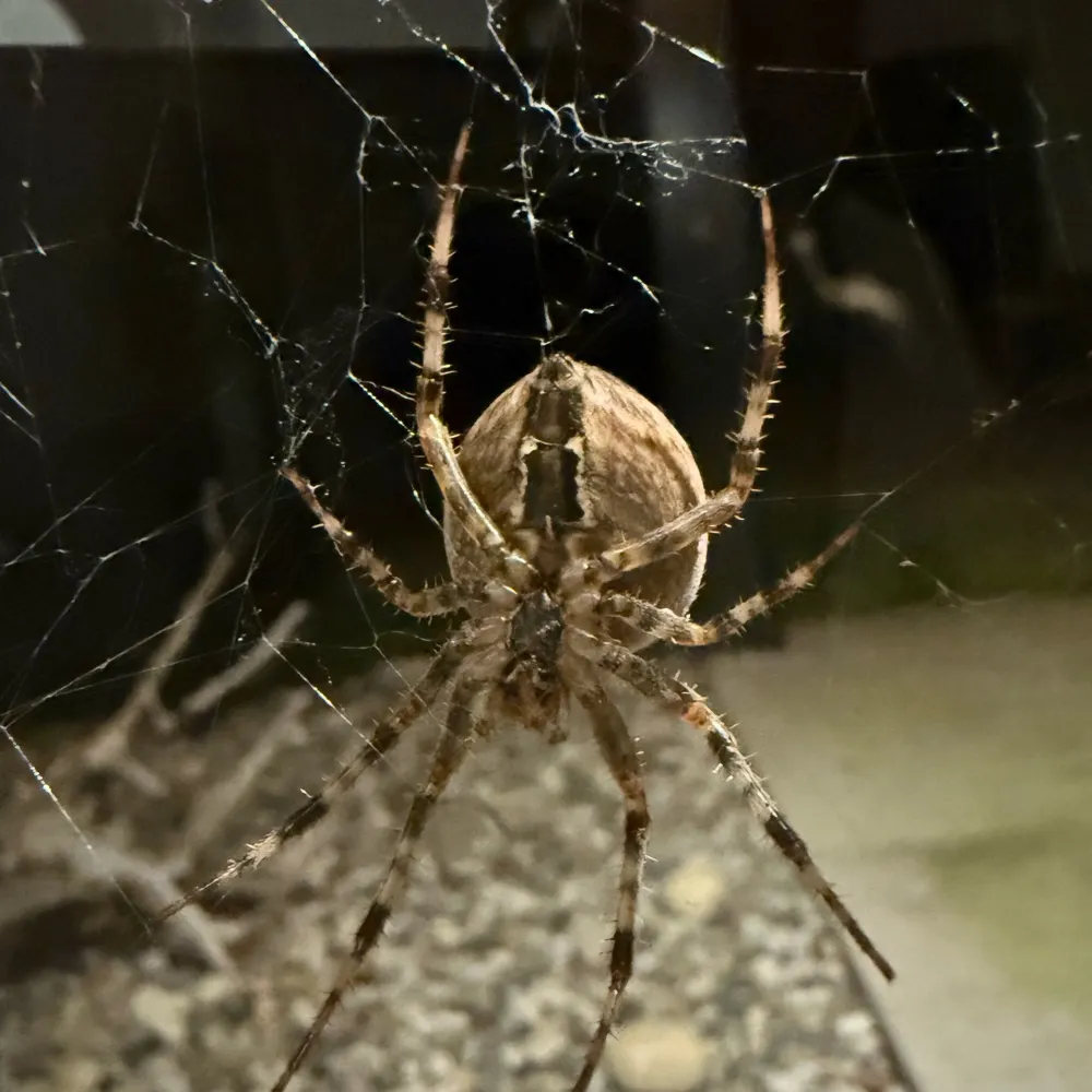 cherrycapital.bsky.social's profile picture