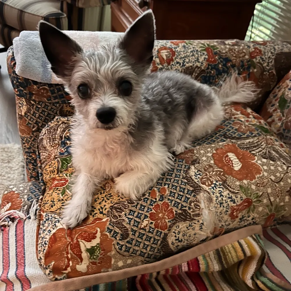 thirdactagain.bsky.social's profile picture