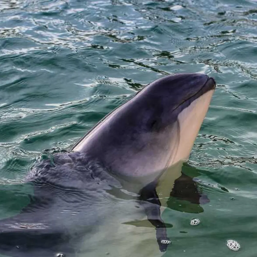 ayouthfulporpoise.bsky.social's profile picture