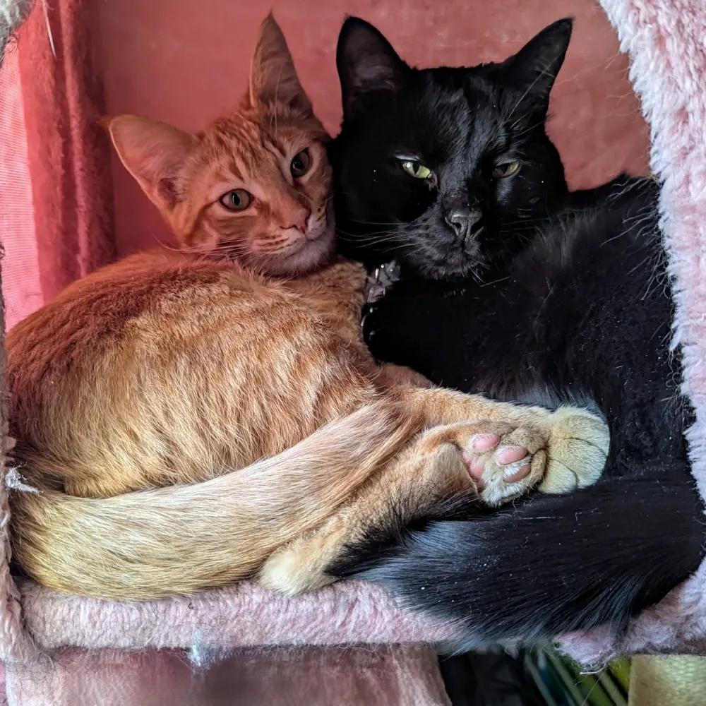 wolfechu.bsky.social's profile picture