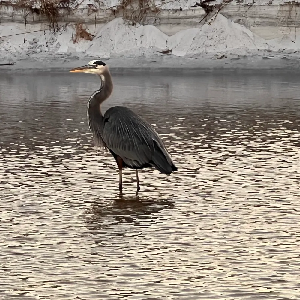 semicorcheas.bsky.social's profile picture