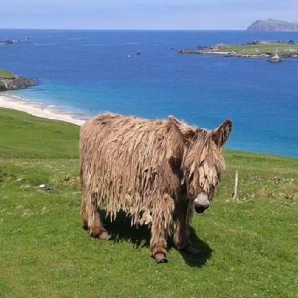 galwaygal13.bsky.social's profile picture