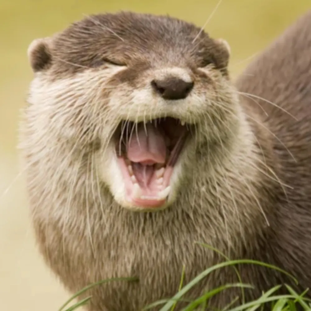 otternonsense.bsky.social's profile picture