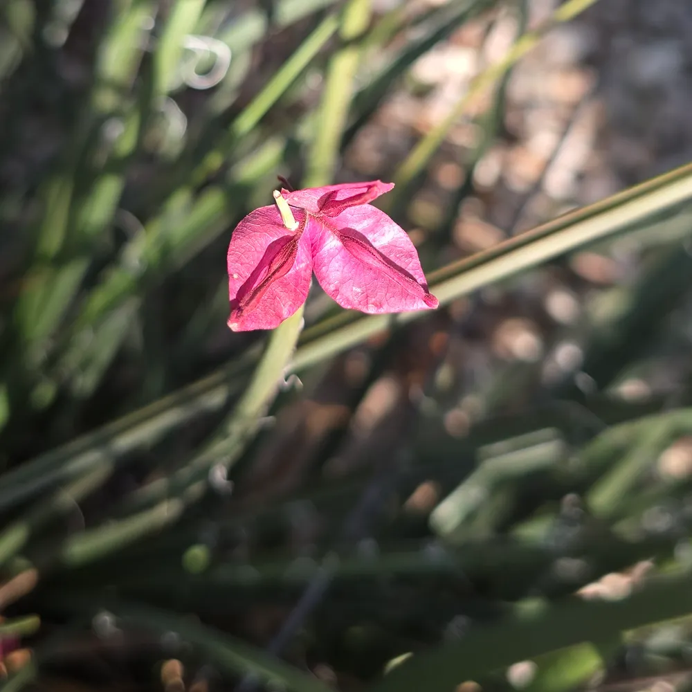 givedogsthevote.bsky.social's profile picture