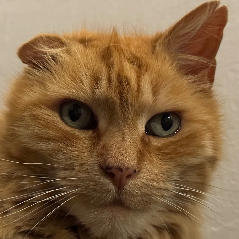 manuelstanislao.bsky.social's profile picture