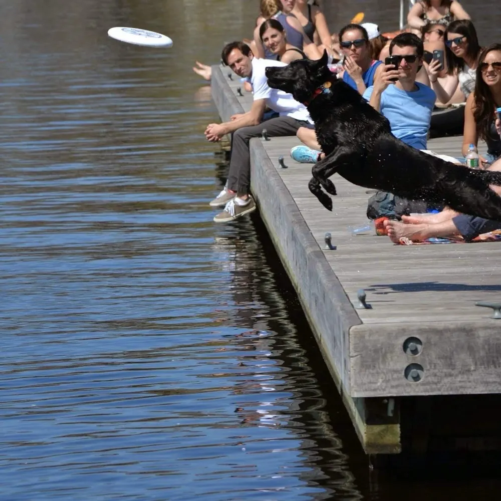 beantowndoggo.bsky.social's profile picture