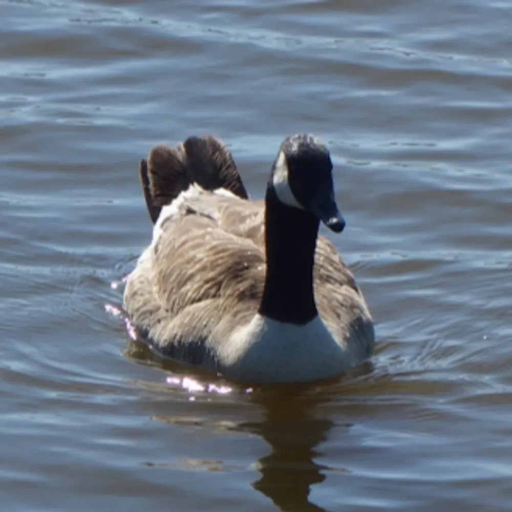 aquagoose.com's profile picture