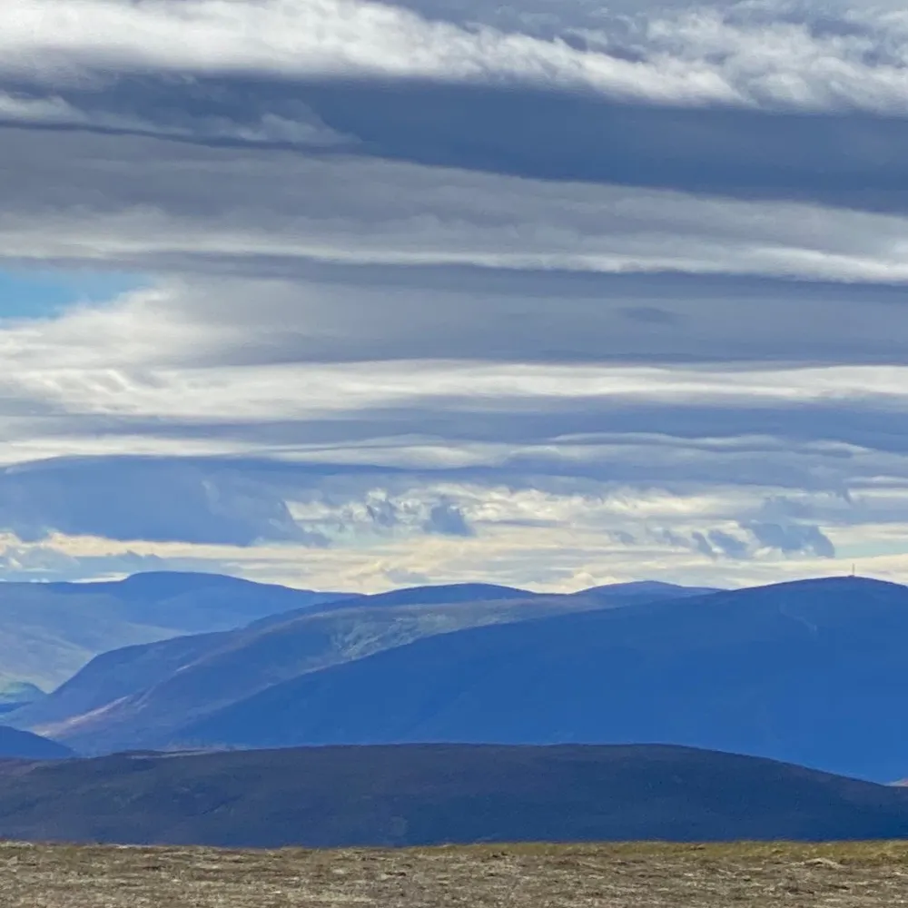 plataea.bsky.social's profile picture