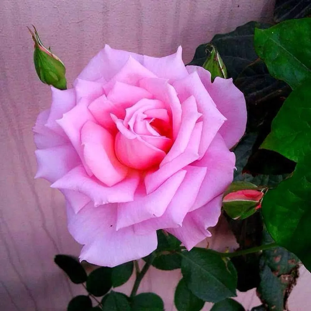 law1star.bsky.social's profile picture