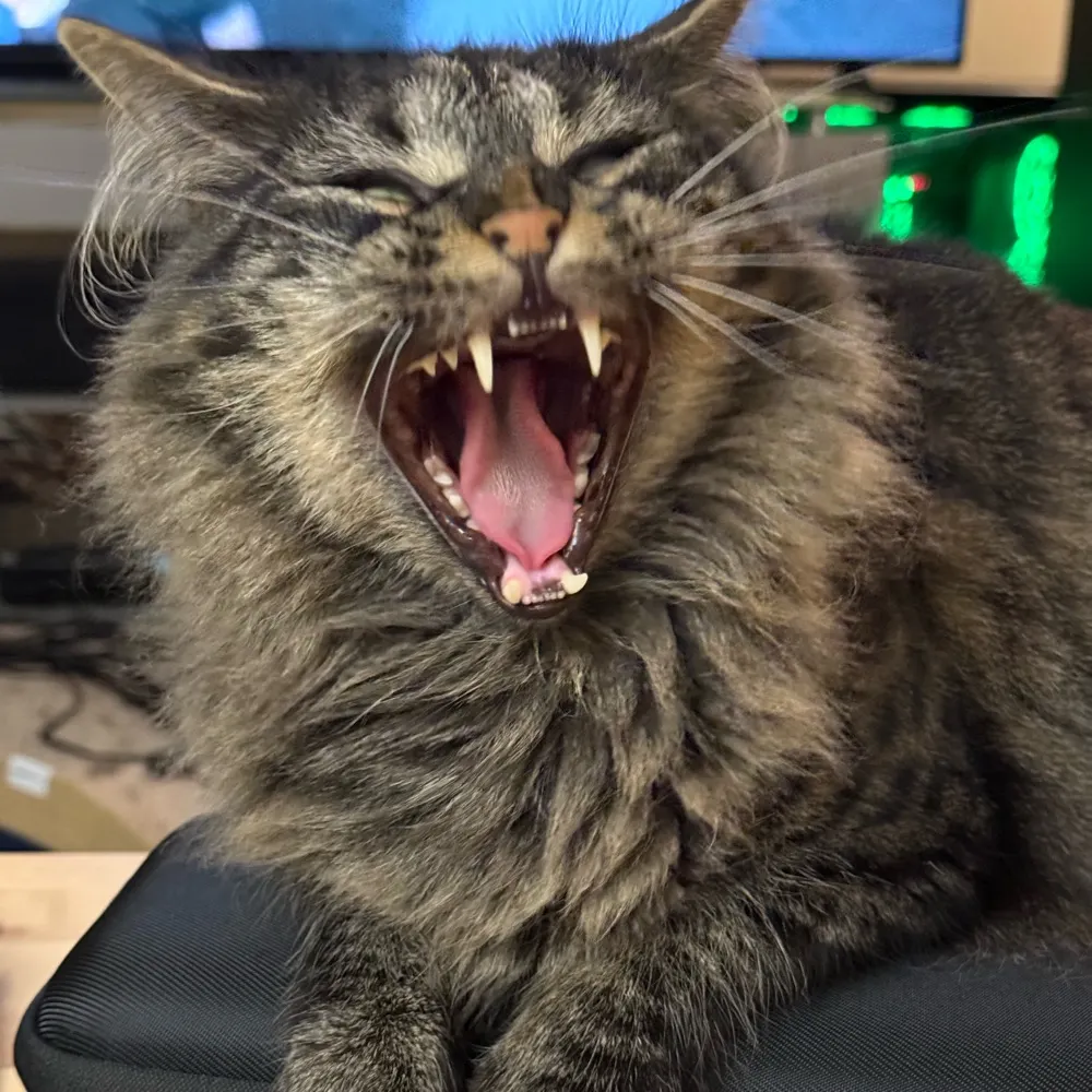 failedquest.bsky.social's profile picture