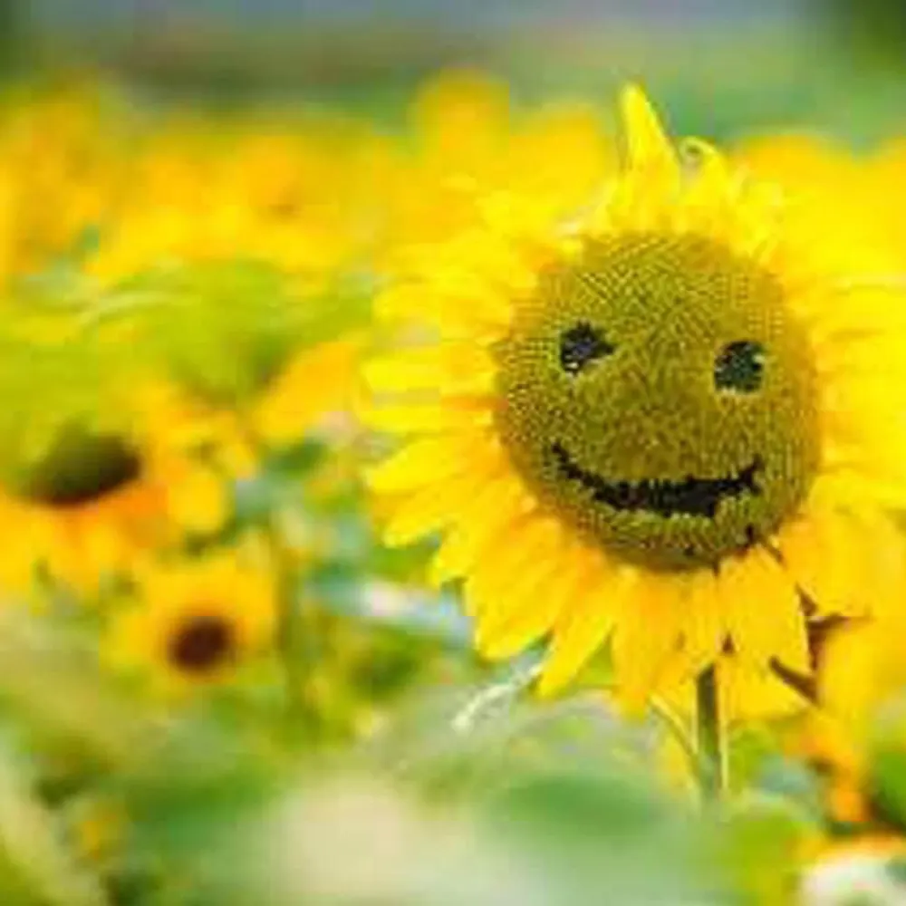 taogirl61.bsky.social's profile picture