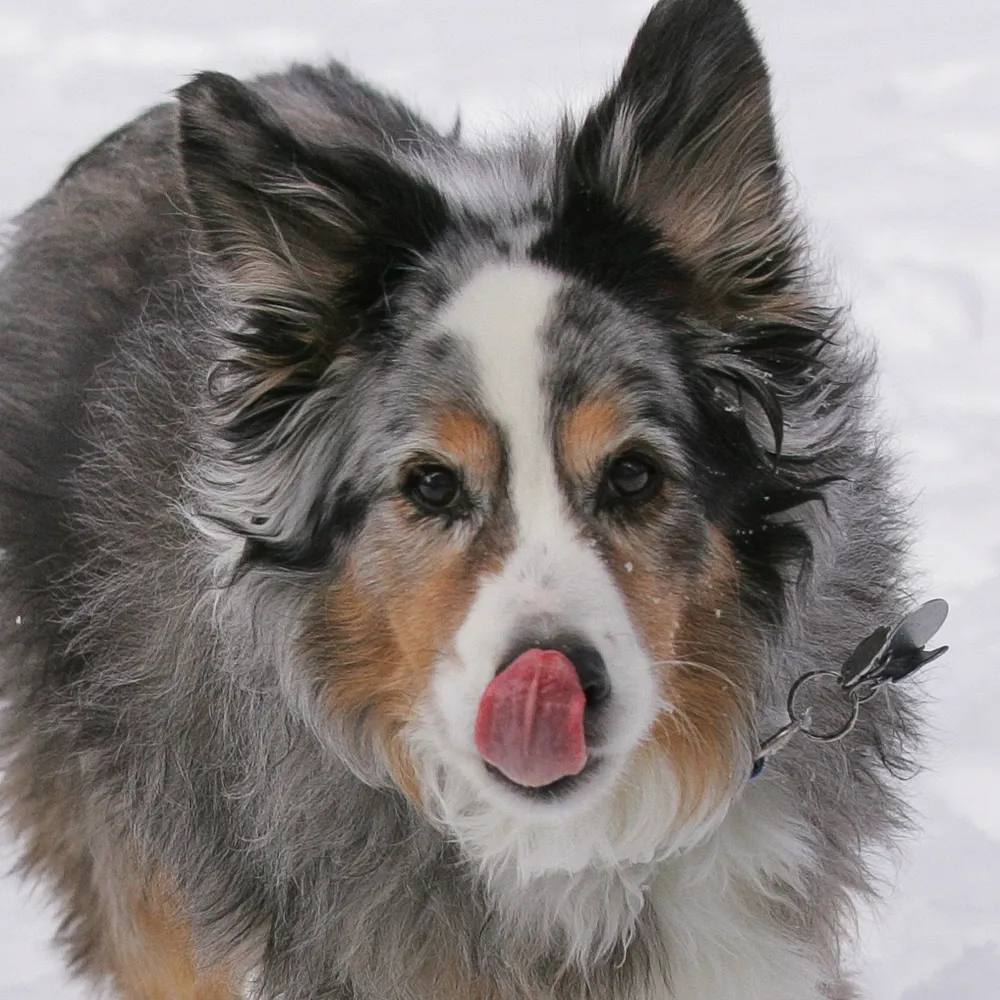 ilovaussiesheps.bsky.social's profile picture