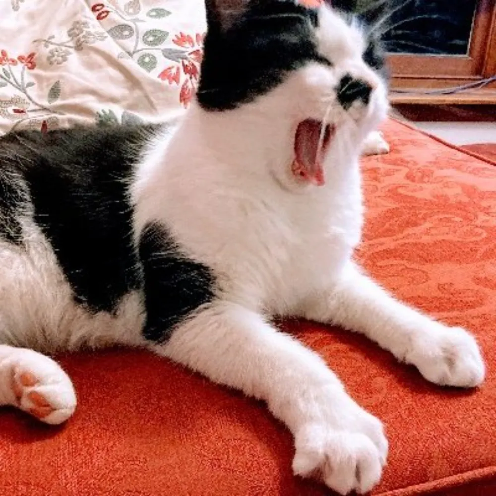 kageneko.bsky.social's profile picture