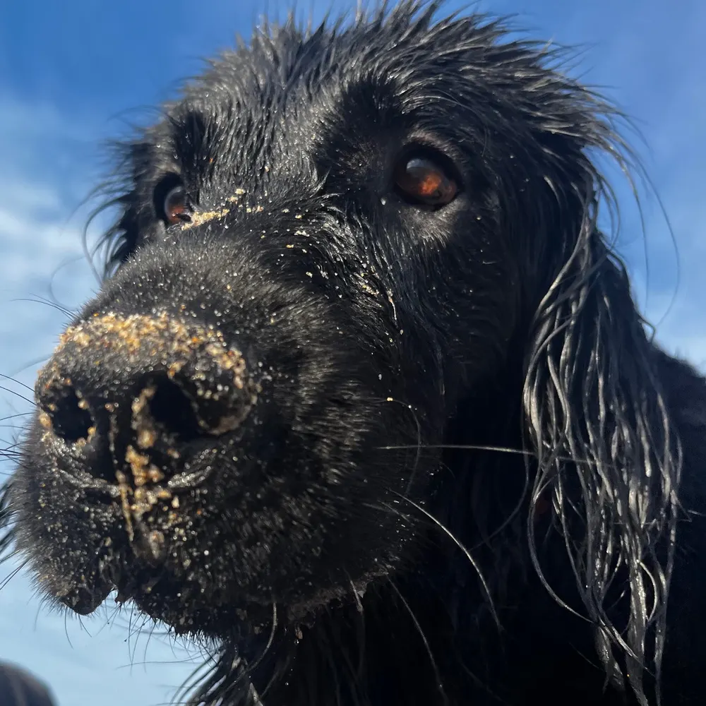 sagebrennan.bsky.social's profile picture