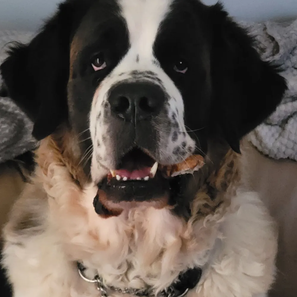 paulobro.bsky.social's profile picture