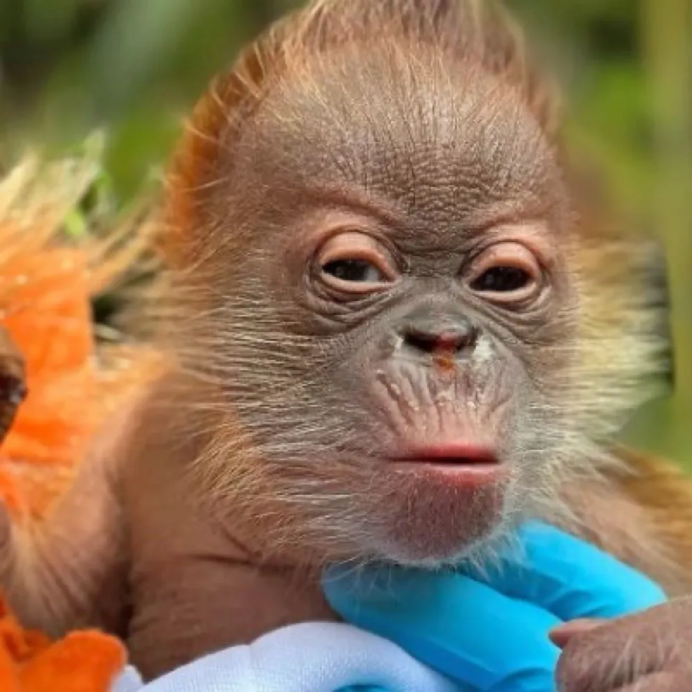 dementuschikan.bsky.social's profile picture