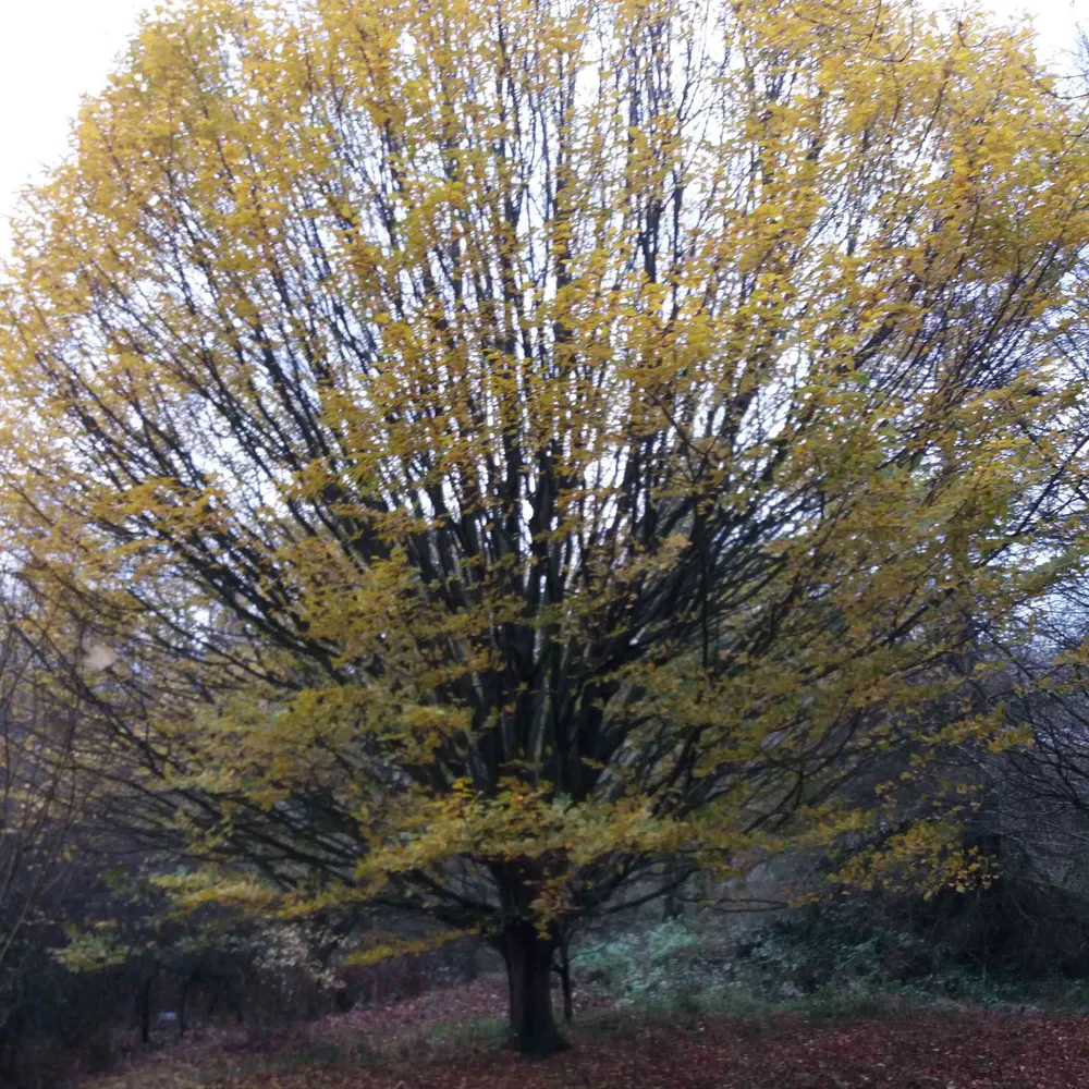 lindywilliams3.bsky.social's profile picture