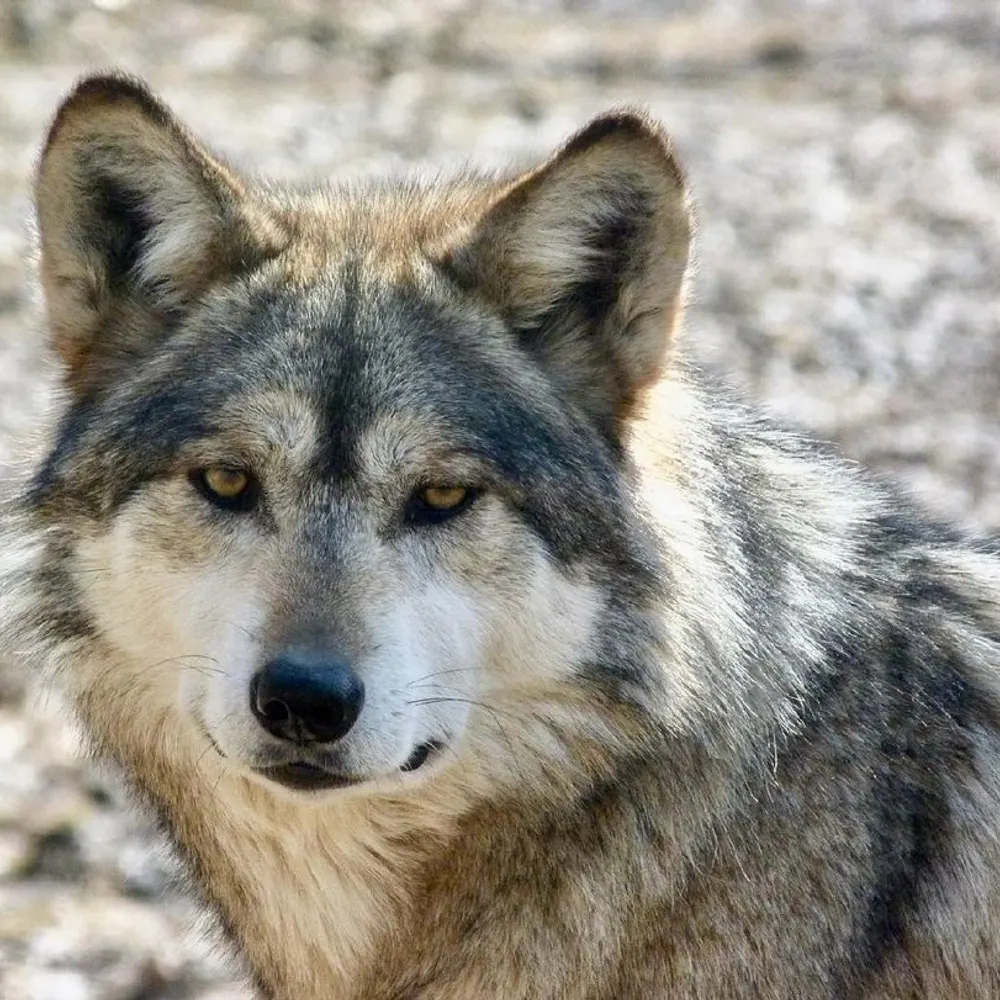 wolf.eurosky.social's profile picture