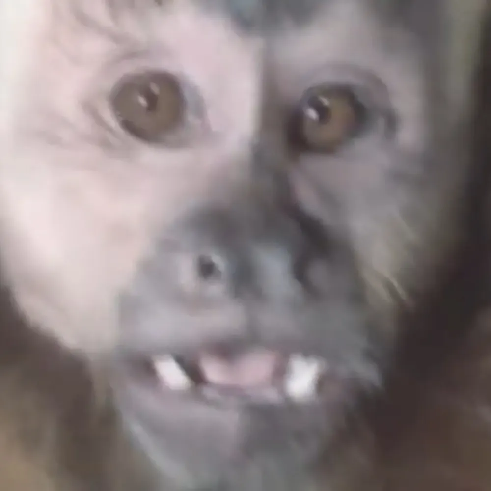 monkeypeter.bsky.social's profile picture