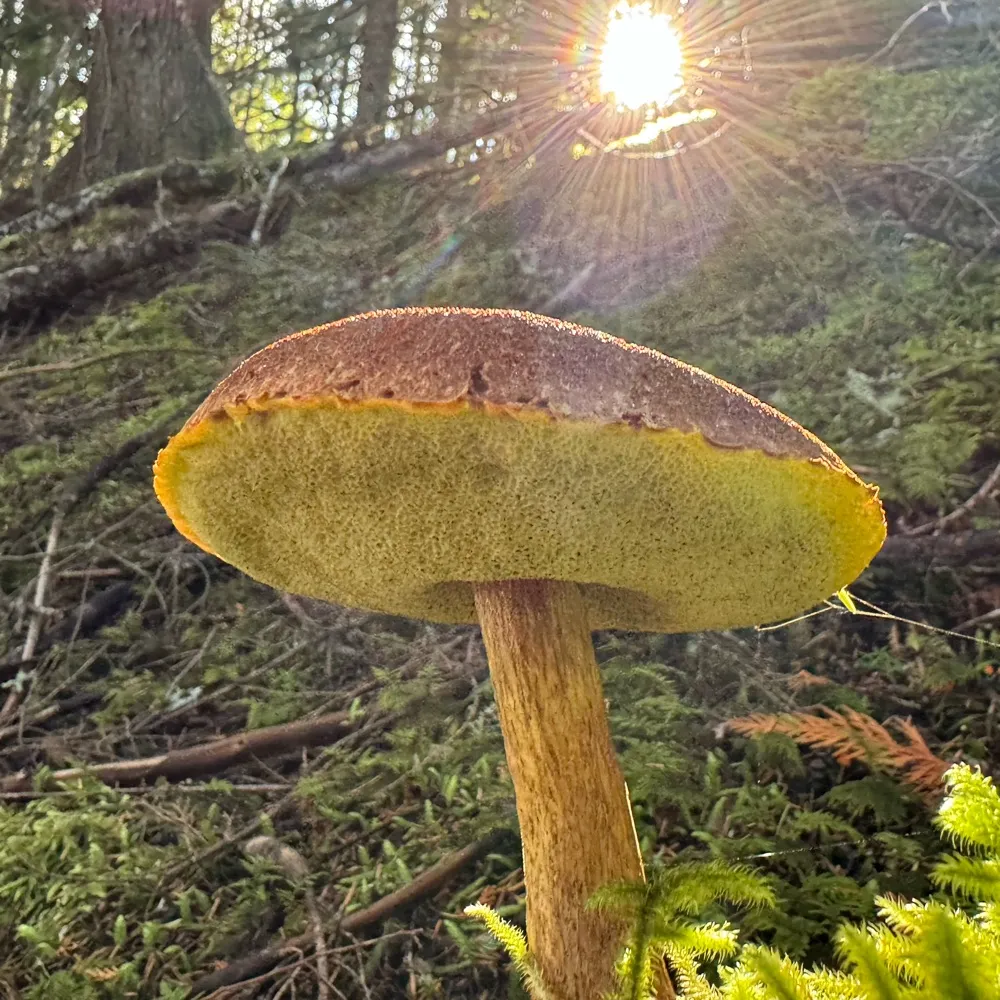 perfectorb.bsky.social's profile picture