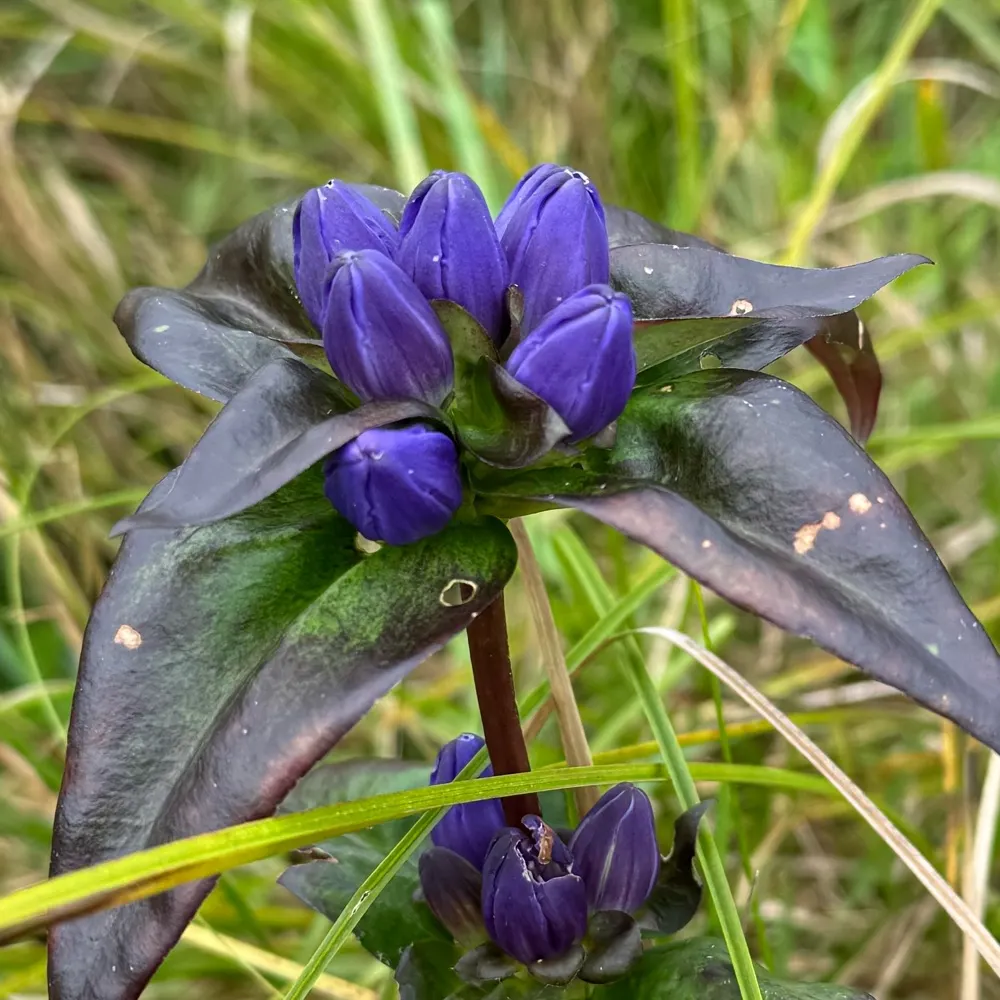 acridocarpus.bsky.social's profile picture