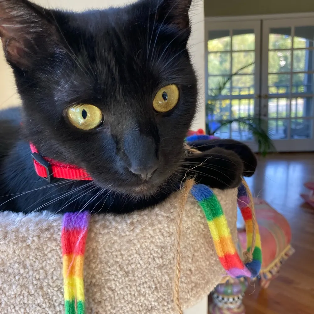 shellydogg.bsky.social's profile picture