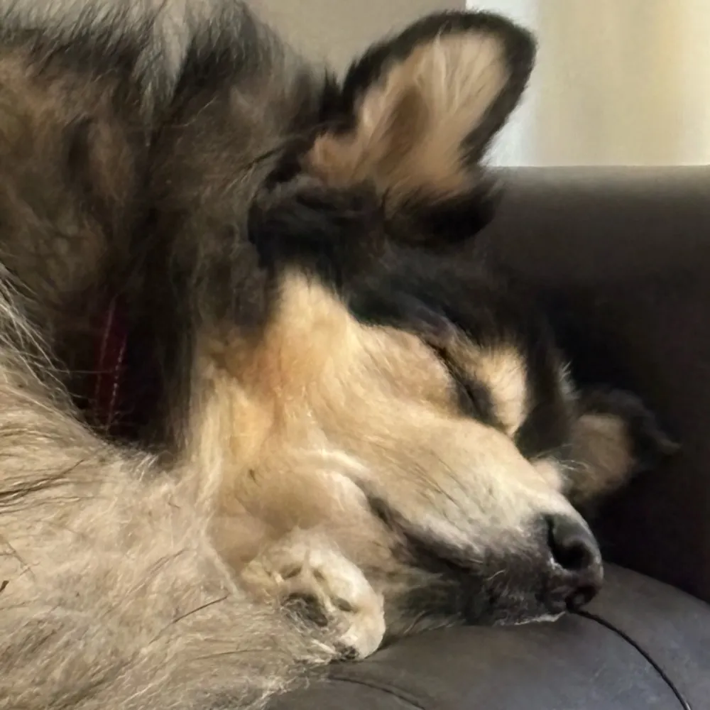 apeman122000.bsky.social's profile picture