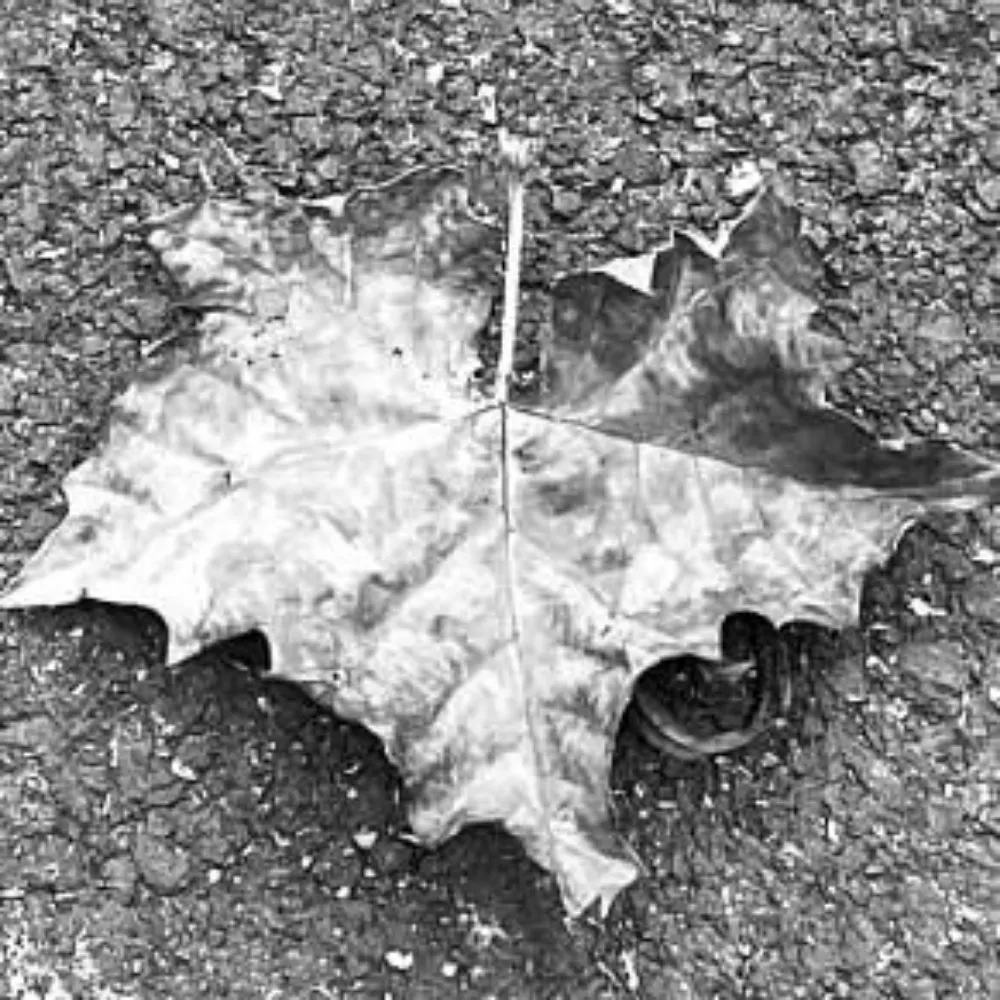 inkmyrose.bsky.social's profile picture