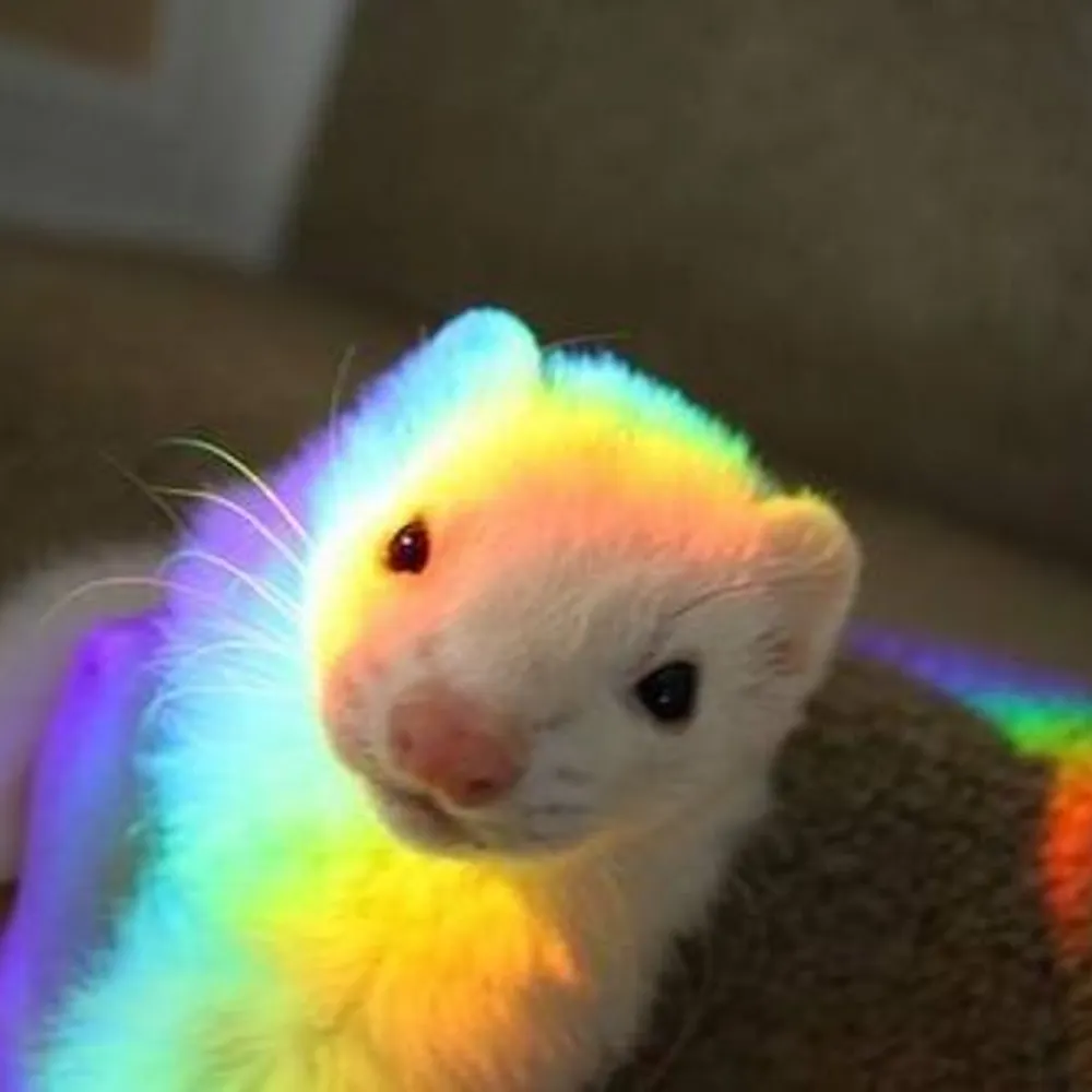 ferretperhour.bsky.social's profile picture