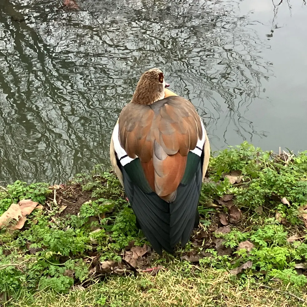 rosaweisener.bsky.social's profile picture