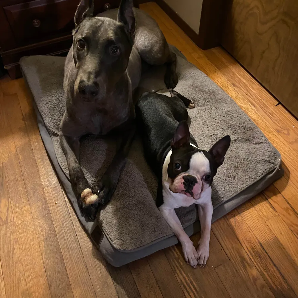 dobiestwo.bsky.social's profile picture