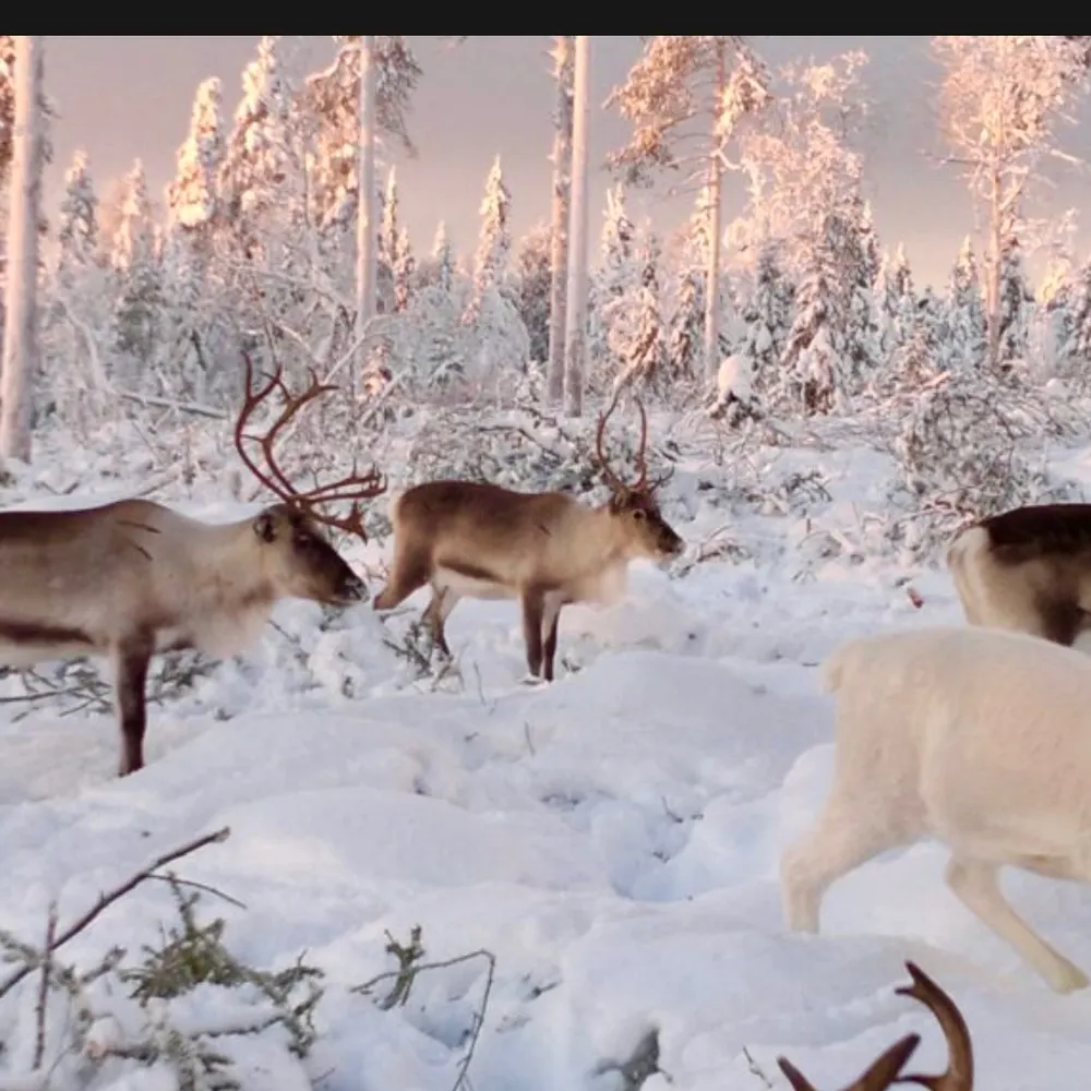 cornycopious.bsky.social's profile picture