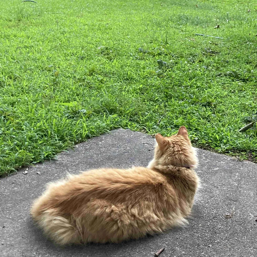 peixeingrato.bsky.social's profile picture