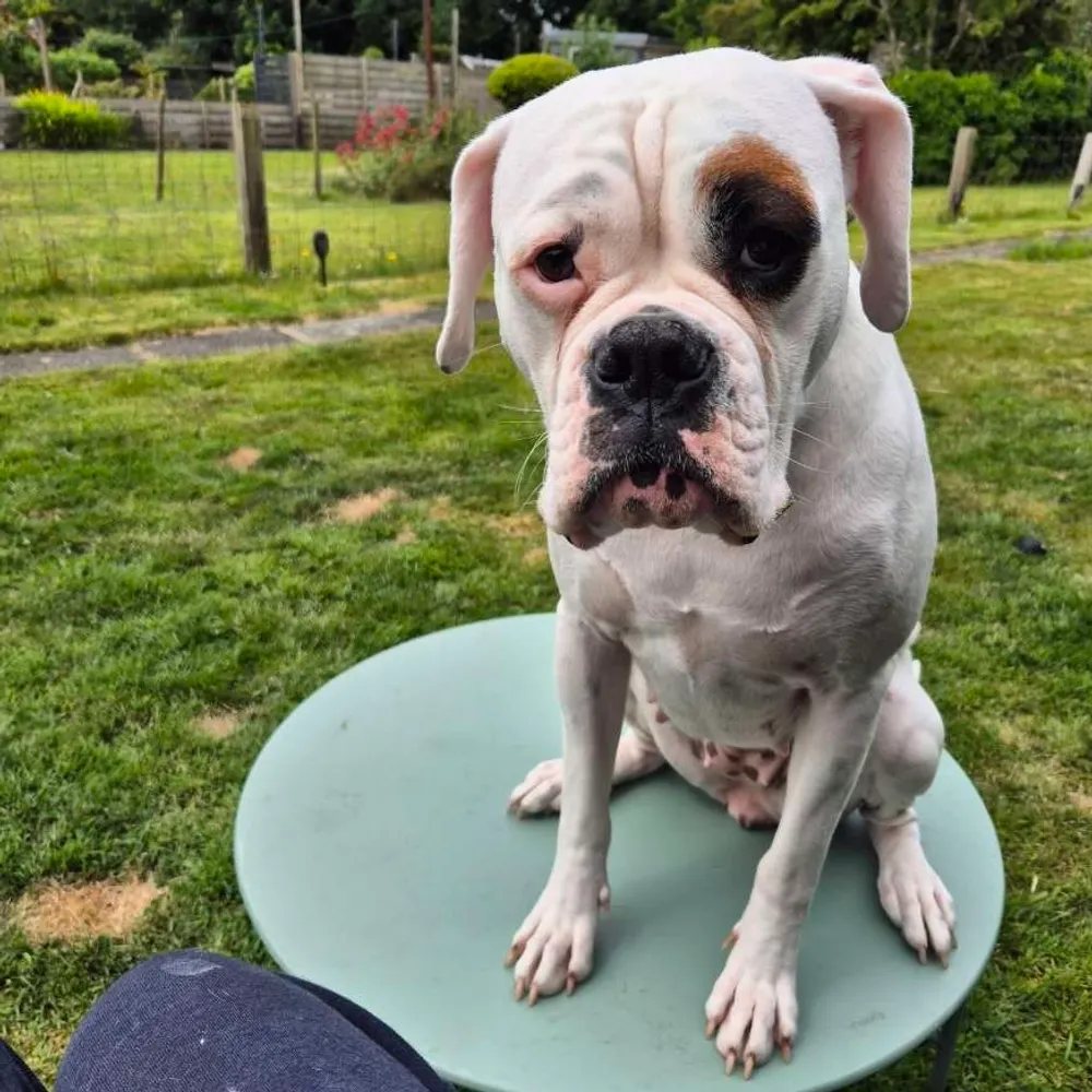 spudfromdublin.bsky.social's profile picture