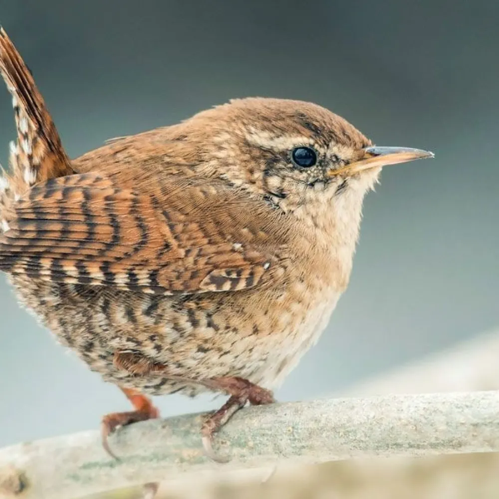 osweena.bsky.social's profile picture