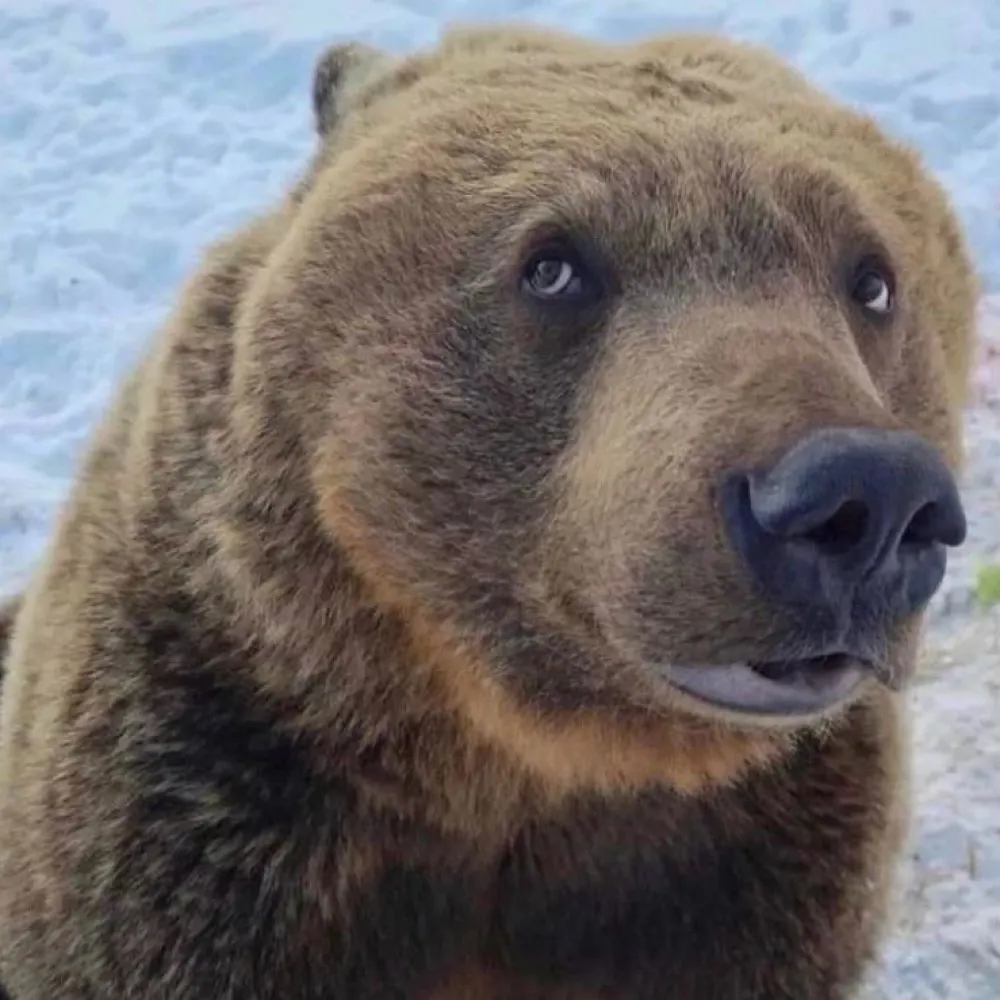 random-g0of.bsky.social's profile picture