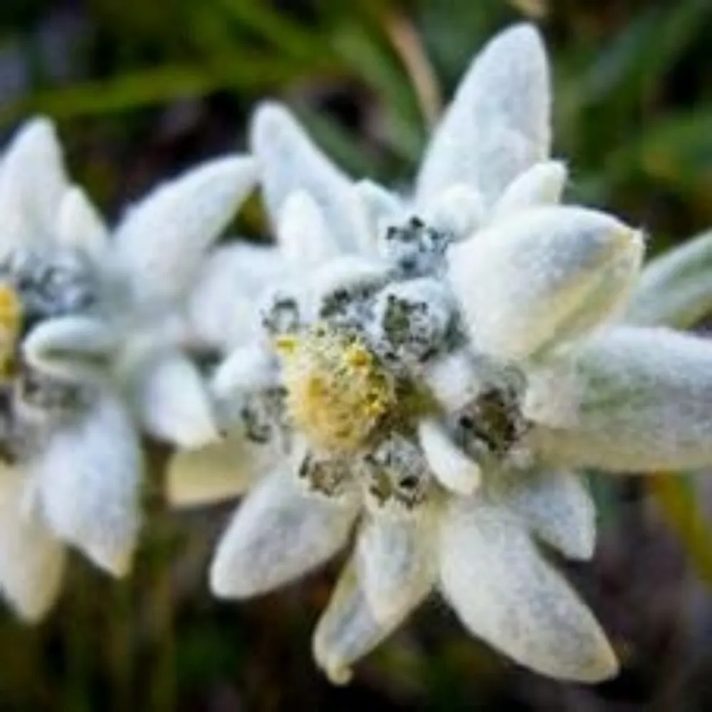 snvoh.bsky.social's profile picture